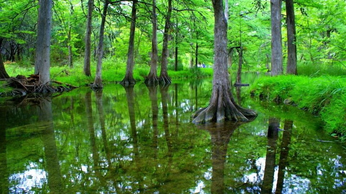 Romantic country cottage right on the Cypress Creek!