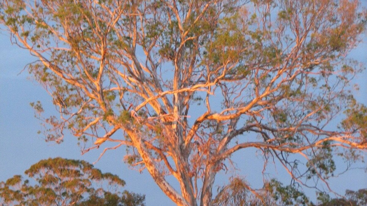 Tambo Trails through the Ringbark
