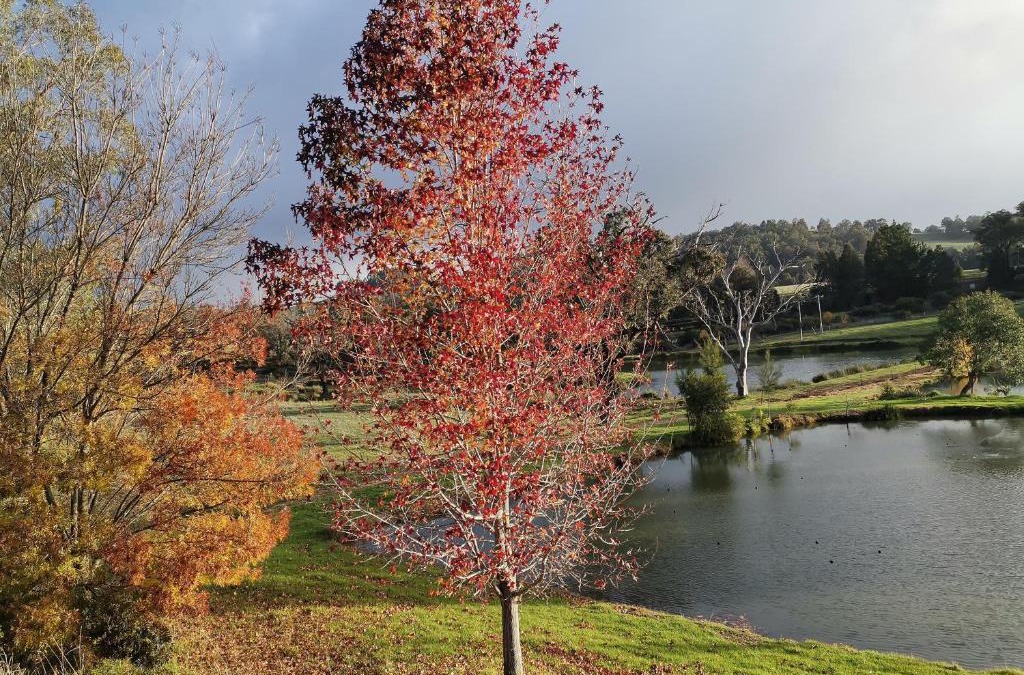 Woodlands of Balingup Bush Cottages -Flora & Fauna focused