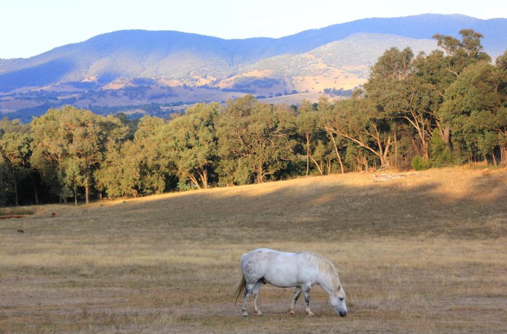 Yackandandah farm homestead