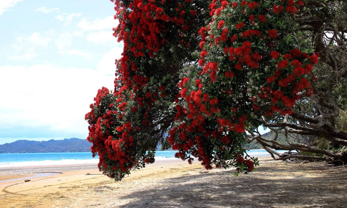 Coopers Beach | Coopers Beach