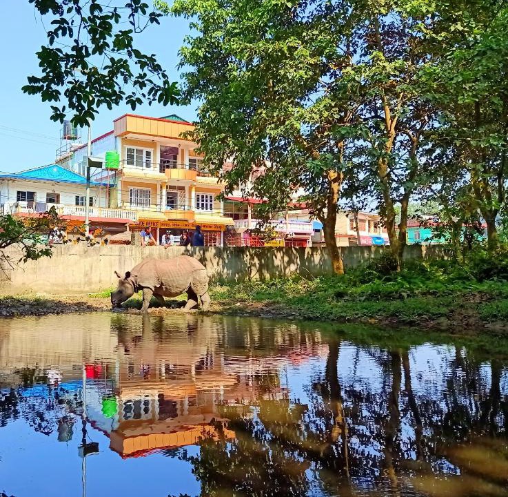 Hotel | Sauraha