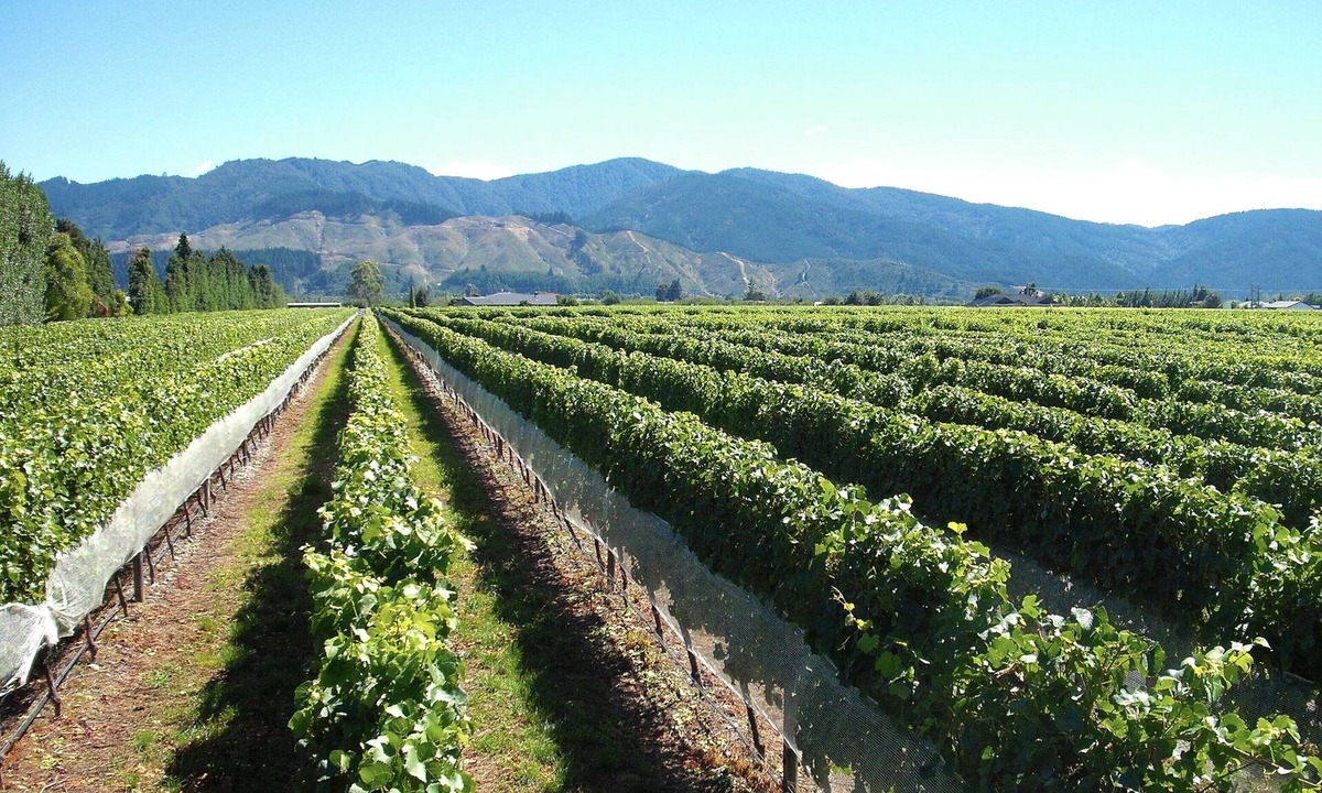 Marlborough Magic Rapaura Holiday | Renwick