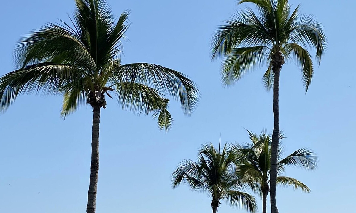 Serenata | Punta de Mita