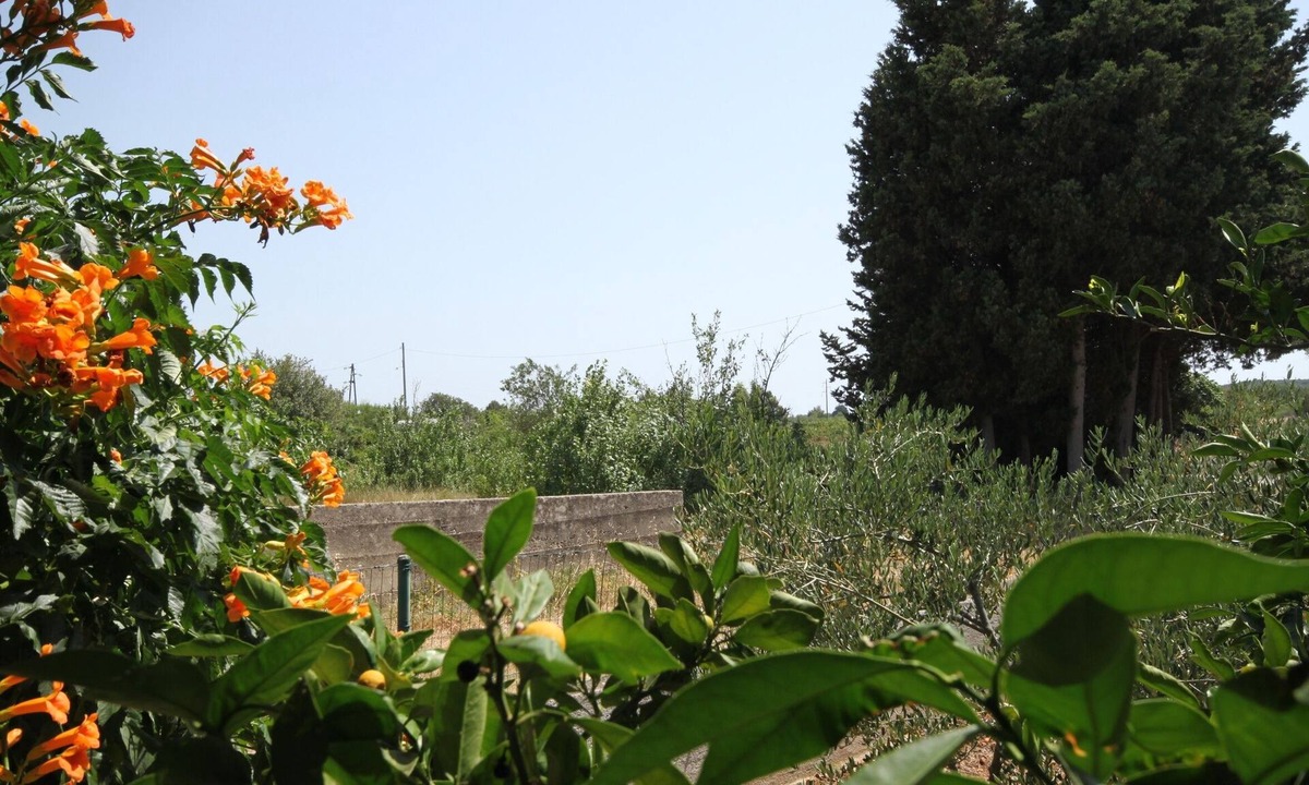 Terrace Sušica Ugljan | Susica