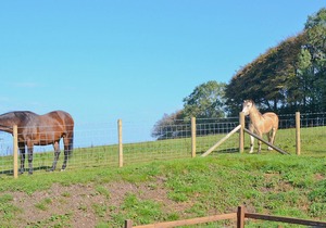 1 bedroom accommodation in Mydroilyn, near Newquay and Aberaeron