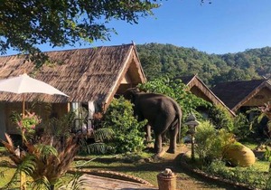 3 Pok Maewang jinxiang Gold elephant park
