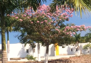 #5 Shared Pool, 3 Bedroom/3 Bathroom, Private beach ramada WIFI SKY