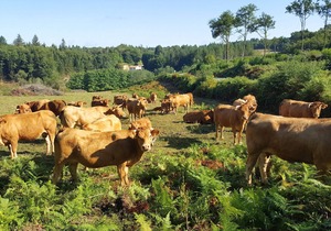 A 3 bed rural gite for up to 6 people, 20 acres of grounds, wifi, by a river.