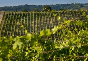 Agriturismo La Meirana