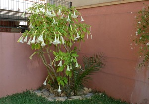 Apartamento Molino de Viento