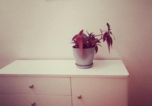 Apartman Central