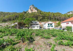 Apartments and Rooms Stjepan (31771-A5) - Zastrazisce - island Hvar