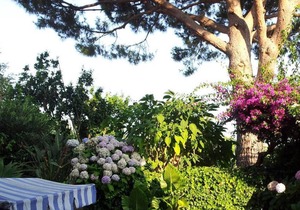 Apartment / app. for 4 guests with 55m² in Barano D'ischia (124459)