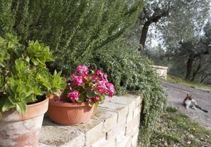 B&B Lavanda e Rosmarino