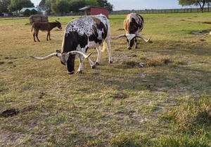 cabin# 3 Beautiful Texas ranch retreat with lake