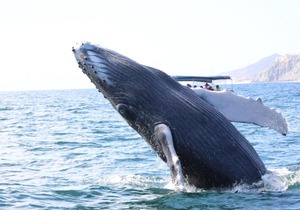 Cabo San Lucas