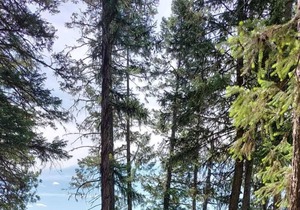 Campsite #2 with Lake Access