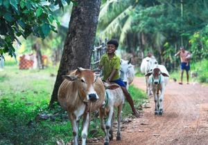Chansor Homestay 4 By Siem Reap Homesteading