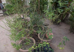 Chansor Homestay 5 By Siem Reap Homesteading