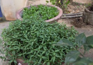 Chansor Homestay 10 By Siem Reap Homesteading
