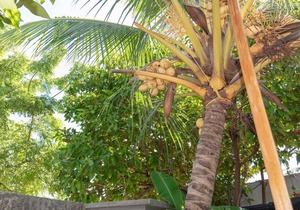 Chao Guesthouse Maafushi - Chao Room 02