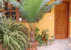 Charming Country house Arico, Tenerife