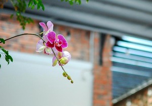Chi Homestay #4