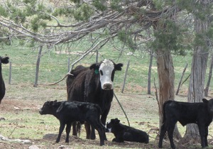 Colorado Bray Ranch Getaway