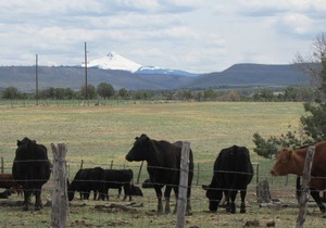 Colorado Bray Ranch Getaway