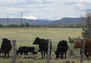 Colorado Bray Ranch Getaway