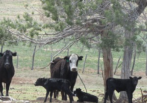 Colorado Bray Ranch Getaway