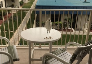 Condo Upgrades! Great Ocean View! Family friendly non drive beach! Kiddos safe