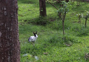 Coorg Nest Cottages