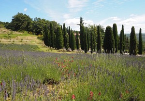 Cornocchio 2
