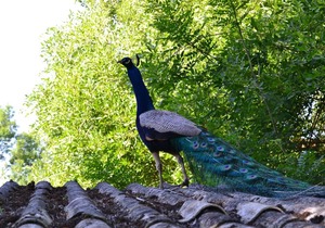 Couanac , gite familial à la campagne avec piscine