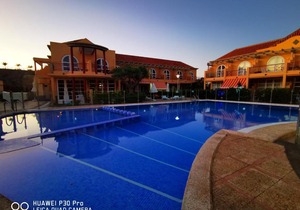 DAHLIA Palmeral Oasis