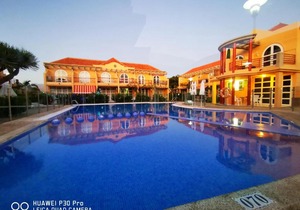 DAHLIA Palmeral Oasis