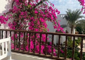Delta Sharm