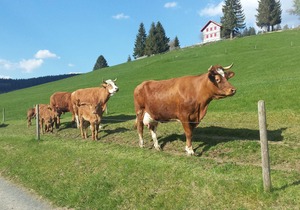 Doppelzimmer Ebnehof mit Balkon