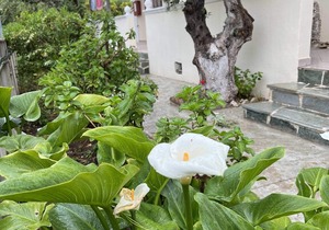 dragonas-diam-1 in Zante