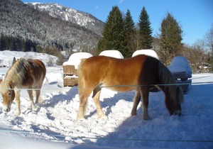 Ferienwohnungen Hamberger