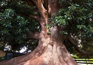 Fig Tree Motel