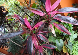For delightful stay in Coorg