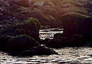 Free 3rd Night thru May! Walk Miles Of Quiet, Pristine Beach... Pet Friendly!