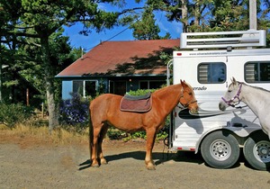 Free 3rd Night thru May! Walk Miles Of Quiet, Pristine Beach... Pet Friendly!