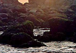 Free 3rd Night thru May! Walk Miles Of Quiet, Pristine Beach... Pet Friendly!