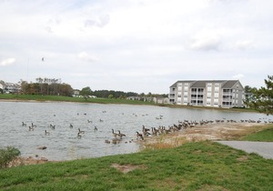 FREE DAILY ACTIVITIES INCLUDED! Only a few miles from Bethany Beach this beautifully decorated second floor unit offers 2 bedrooms with 2 full baths and is nestled within unspoiled land and gently lapping inland waterways