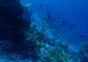 Goby Lodge Guest House