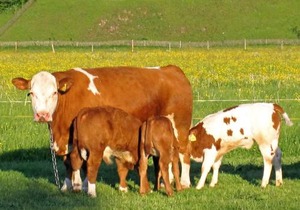 Hausernhof - Chiemgau Karte